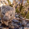 Wombats leave square poo on rocks and logs. Scientists think they know why