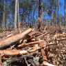 $20m loss: native forest logging last year cost NSW taxpayers $441 per hectare