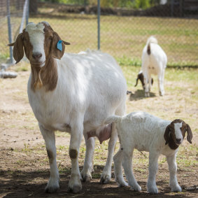 The farm's prize goats have just given birth to a new clutch of kids.