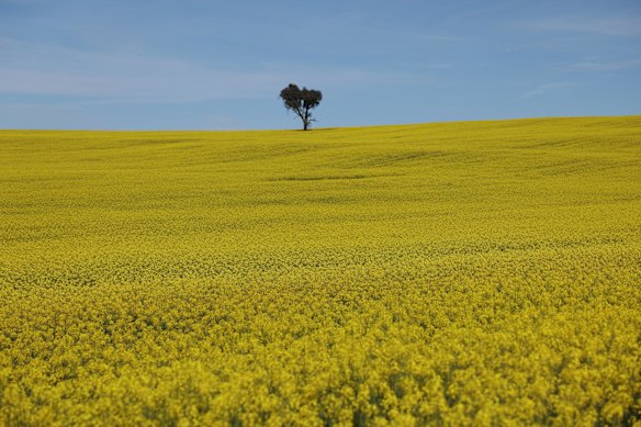 Conflict in the Middle East can affect many things – including the price of canola.