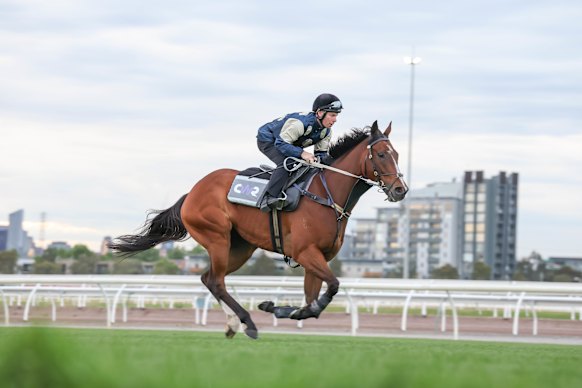 Birdman is put through his paces by Jockey Ben Melham at Flemington.