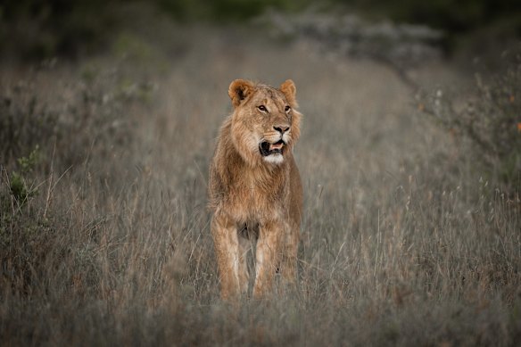 Os animais da reserva particular ainda não estão acostumados com veículos, por isso é recomendável avistá-los à distância.