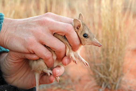 A bilby is released into the feral-free zone in the state’s far north-west.