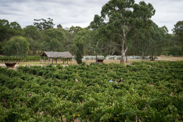 Langmeil Winery in the Barossa Valley, SA.