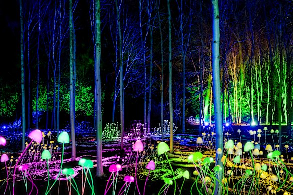 Lightscape installation Mycelium Network by international artist Stevie Thompson. 
