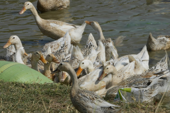 Ducks eat along the shore of Snoa village farm outside Phnom Penh, Cambodia on Thursday.