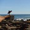 A surfer has been bitten on the arm by a shark at Avoca Beach, on the NSW Central Coast. 