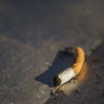 ‘Poison in every puff’: The message Canada plans to print on every cigarette