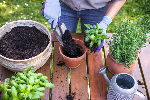 Mediterranean herbs like a porous terracotta pot.
