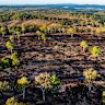 Land clearing in late 2024, near Gin Gin in Queensland.