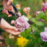 Deadheading flowers encourages energy to be directed towards growing new blooms.