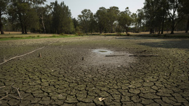 The Domain Creek pond in Parramatta has dried up due to lack of rain.