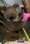 Another koala, given the name 'Anwen' was also found injured at Lake Innes Nature Reserve after Friday's bushfires. 