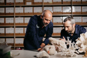 Museum of Tropical Queensland senior curator of biosystematics, Peter Cowman and senior curator of corals Tom Bridge.
