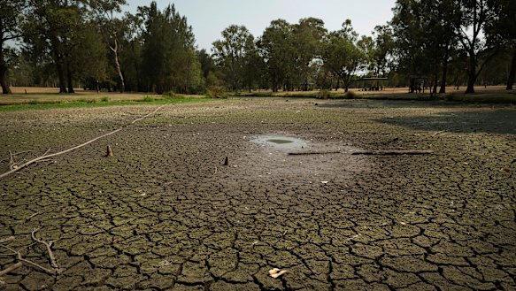 The Domain Creek pond in Parramatta has dried up due to lack of rain.