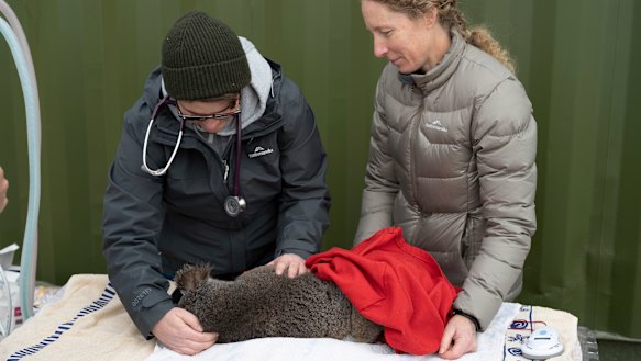 Vet Jelena Vukcevic and (right) ANU fellow Karen Ford examine a koala at the Two Thumbs Trust koala sanctuary near Cooma, NSW.