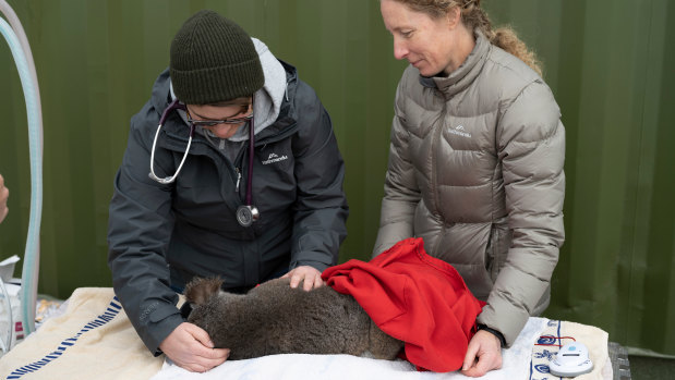 Vet Jelena Vukcevic and (right) ANU fellow Karen Ford examine a koala at the Two Thumbs Trust koala sanctuary near Cooma, NSW.