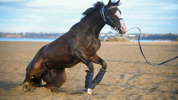 I’m Thunderstruck is poised to start a firm Golden Eagle favourite.