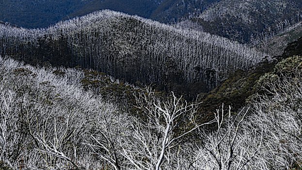 Dead snow gums on the slopes near Mount Hotham