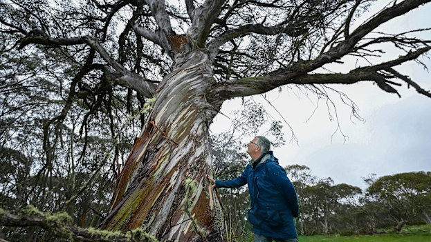 Ecologist John Morgan next to an old snow gum at Dinner Plain near Mount Hotham.  
