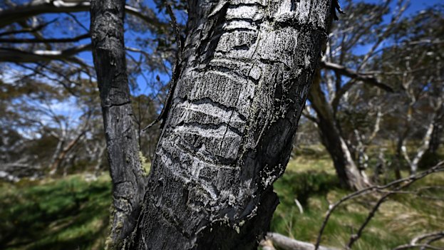 A snow gum that has been attacked by wood boring beetles. 
