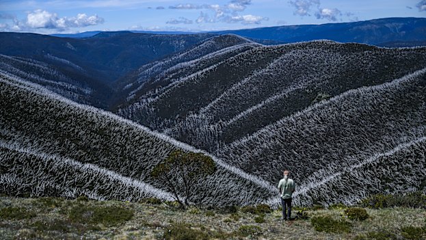 Cam Walker, from Friends of the Earth, at an area near Mount Hotham which has been burnt repeatedly in recent years. 