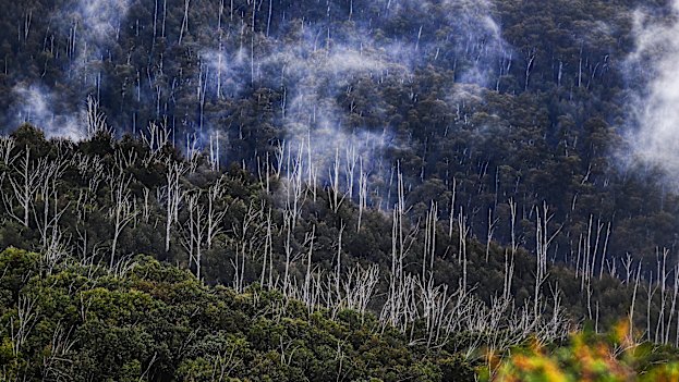 Dead and living snow gums near Mount Hotham.   