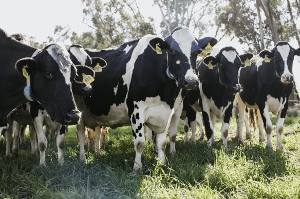 Registered Holsteins at the Chesworth Dairy Partnership farm on the Macquarie River, west of Dubbo in central NSW. 