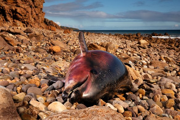 Dolphins are among the victims of the toxic bloom.