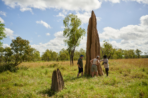 In parts of Arnhem Land, towering termite mounds are used as hot ovens. 
