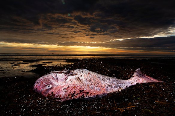 A washed- up snapper at North Haven Beach.