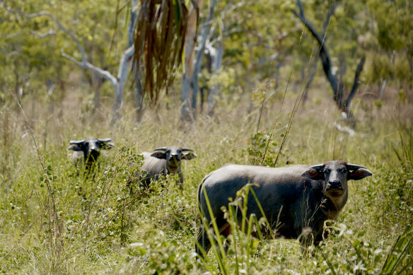 Where the buffalo roam.