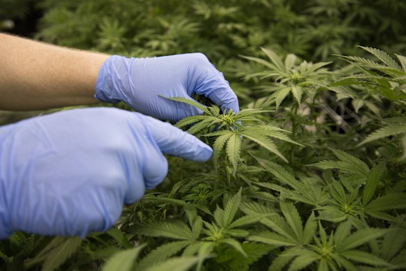 There have been big developments in the medicinal cannabis space since it was legalised in Australia in 2016.