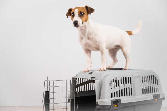 Rule one – pets need to stay inside the travel container.