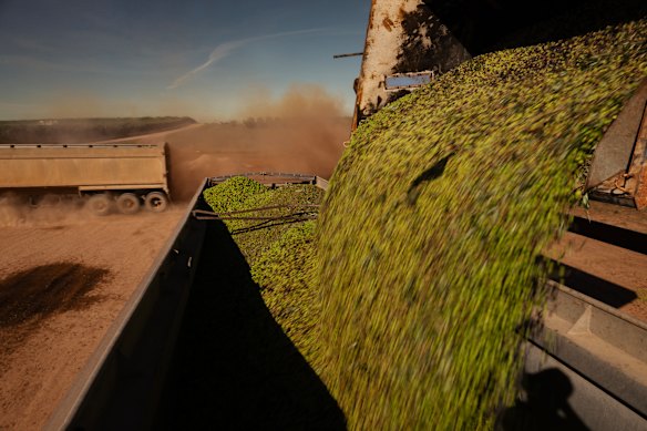 Harvesting the olives.