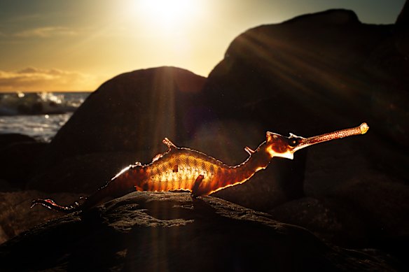 A dead seahorse at Marino Rocks.