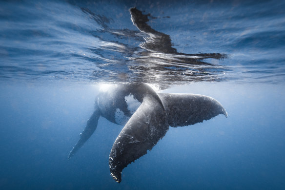 Humpback whale off the coast of Tonga.