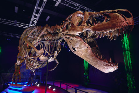 It won’t eat you: the Tyrannosaurus rex fossil skeleton at Melbourne Museum.