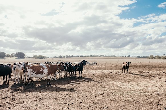 A sheep and beef farm in Winslow, Victoria. Parts of western Victoria, inland NSW and South Australia are in record-breaking drought.