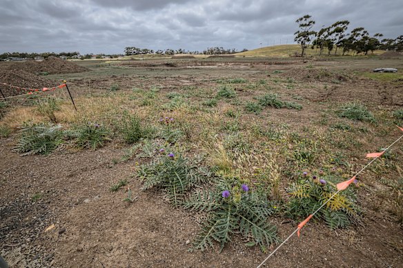 O terreno em Cairnlea abrigará 500 casas.