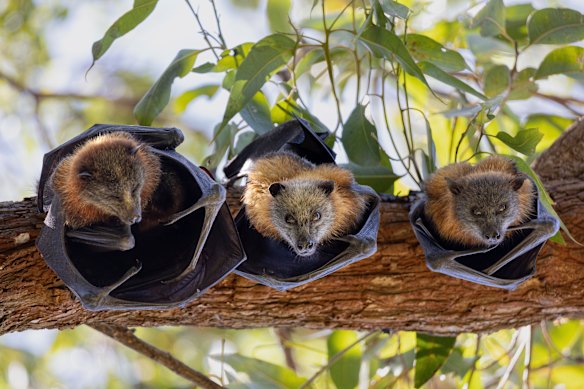 Uma família de raposas voadoras no Parque Parramatta em janeiro.