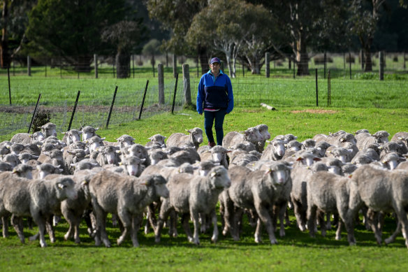 Belinda Steers rounding up sheep on her Avenel farm.