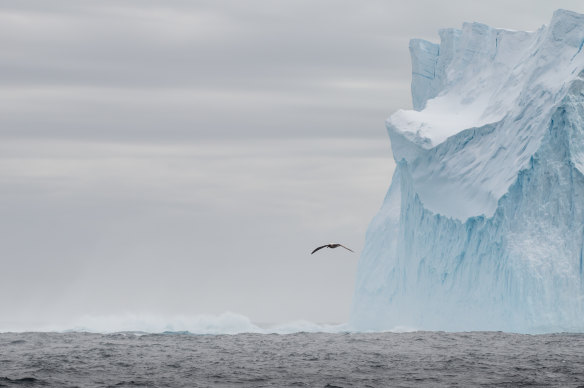 Icebergs shimmer into view.