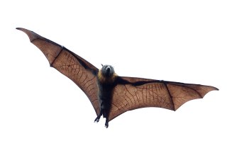 Why Bats Are One Of Australia S Most Important Endangered Species