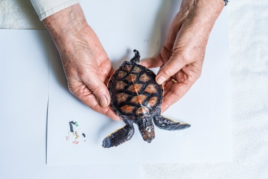 A baby green turtle the size of a Cartier brooch, missing a flipper, is being cared for after a Sydney beach rescue.