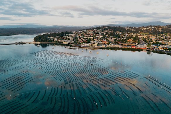 Merimbula Oyster Tours, Merimbula.