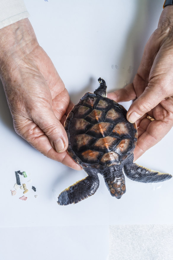 Tigers at the dentist, chimp check-ups: Inside Taronga’s little-known vet hospitals