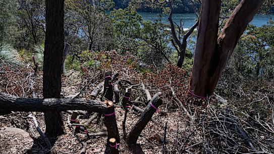 The destruction of 265 trees in Castle Cove has exposed water views.