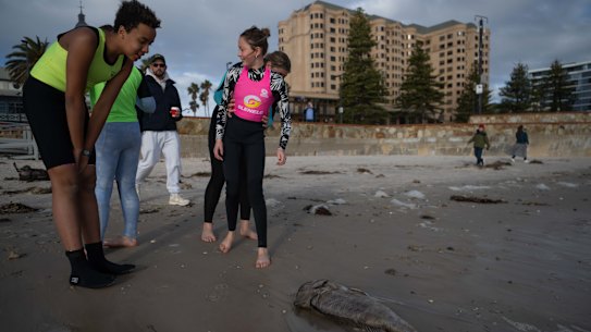 Beachgoers inspect a dead Snapper on Glenelg Beach