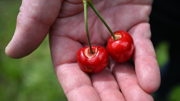 Why this year’s Christmas cherries could be pricier ... and not so sweet